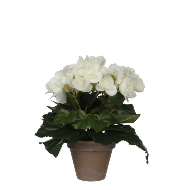 Mica Decorations - Mica Begonia im Topf weiß, 25 x 20 cm Kunstpflanzen