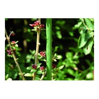Pflanzstab Metall Ø 11mm 150cm grün Floraworld