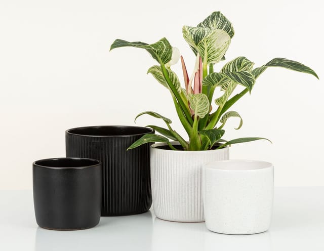 Scheurich - Solido Linea, Blumentopf aus Keramik, Farbe: Perla, 24,1 cm Durchmesser, 21,9 cm hoch, 8,2 l Vol.