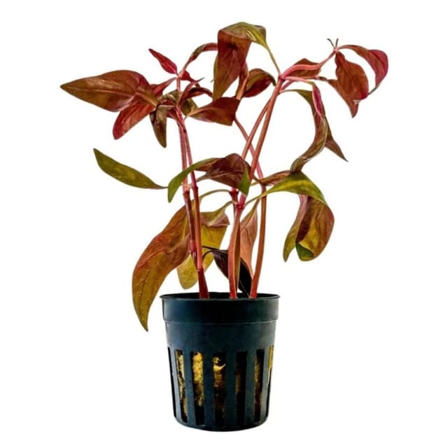 Aquarium Pflanze Alternanthera lilacina Topf Nr.323L