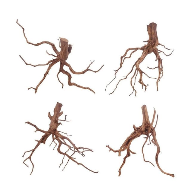 Red Spider Wurzel L 30-40 cm
