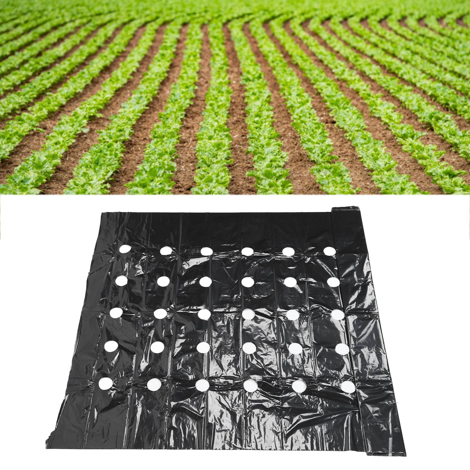Pe-lochfolie, Landwirtschaftliche Mulchfolie Für Den Export, Schwarze Folie, Perforierte Wärmedämmfolie, 0,95 X 10 Meter, Unkrautbekämpfung.