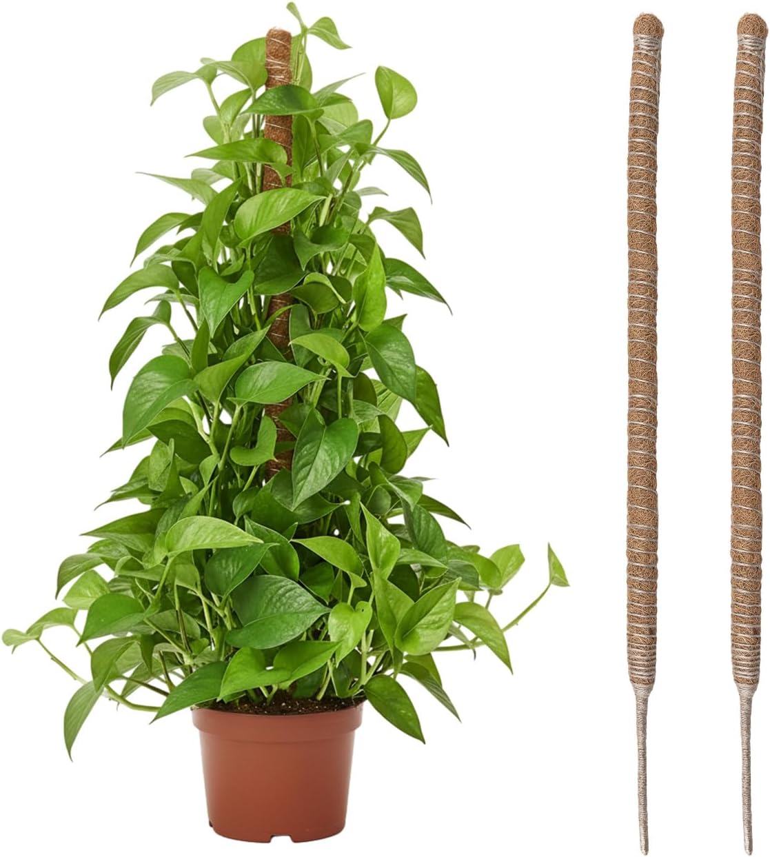 (2 Stück) Kletterpflanzenstütze Aus Kokosfaser Am Stab, 60 Cm, Faltbar, 4 Mm Kokosfaserstab