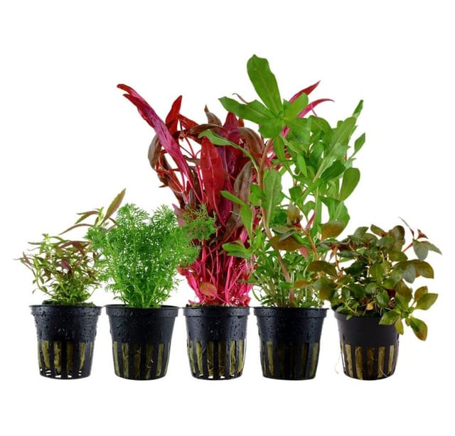 Aquaristikwelt24 - Buntes' Set mit 5 Topf Pflanzen Aquariumpflanzen Set Nr.144