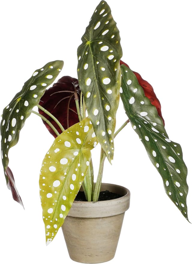 Mica Decorations - Mica Kunstpflanze Begonie Maculata grün im Topf ø 21 x 28 cm Eingetopft