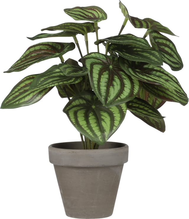Mica Decorations - Mica Kunstpflanze Peperomia grün im Topf ø 23 x 24 cm Zimmerpflanze