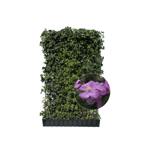 HELIX PFLANZEN Efeu mit Clematis, Hedera helix »Woerneri«, BxH: 120 x 180 cm, winterhart - rosa