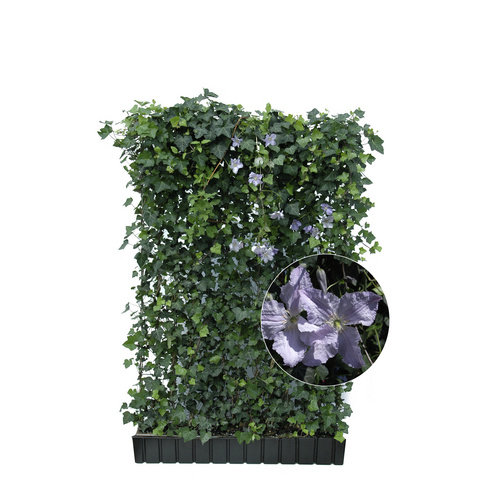 HELIX PFLANZEN Efeu mit Clematis, Hedera helix »Woerneri«, BxH: 120 x 180 cm, winterhart - blau