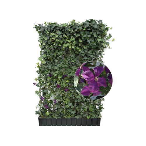 HELIX PFLANZEN Efeu mit Clematis, Hedera helix »Woerneri«, BxH: 120 x 180 cm, winterhart - lila