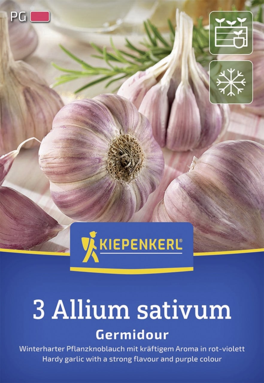 Kiepenkerl Pflanzgut Winterknoblauch Germidour 3 Stück