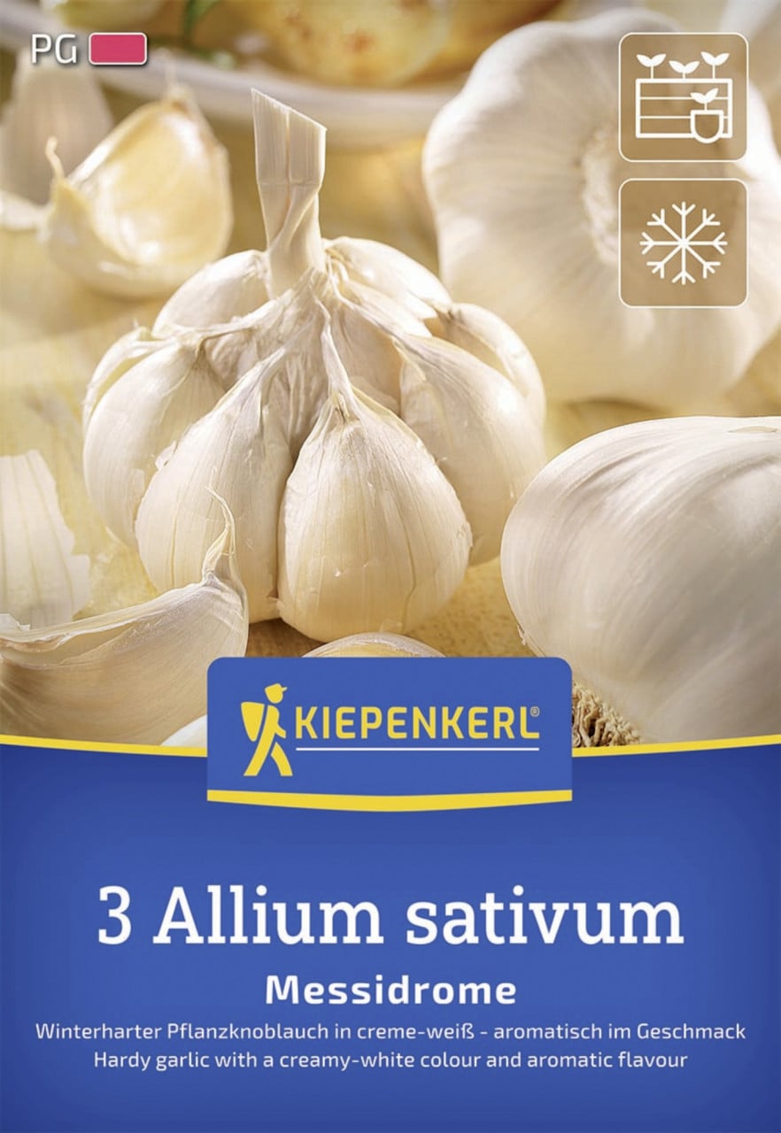 Kiepenkerl Pflanzgut Winterknoblauch Messidrome 3 Stück