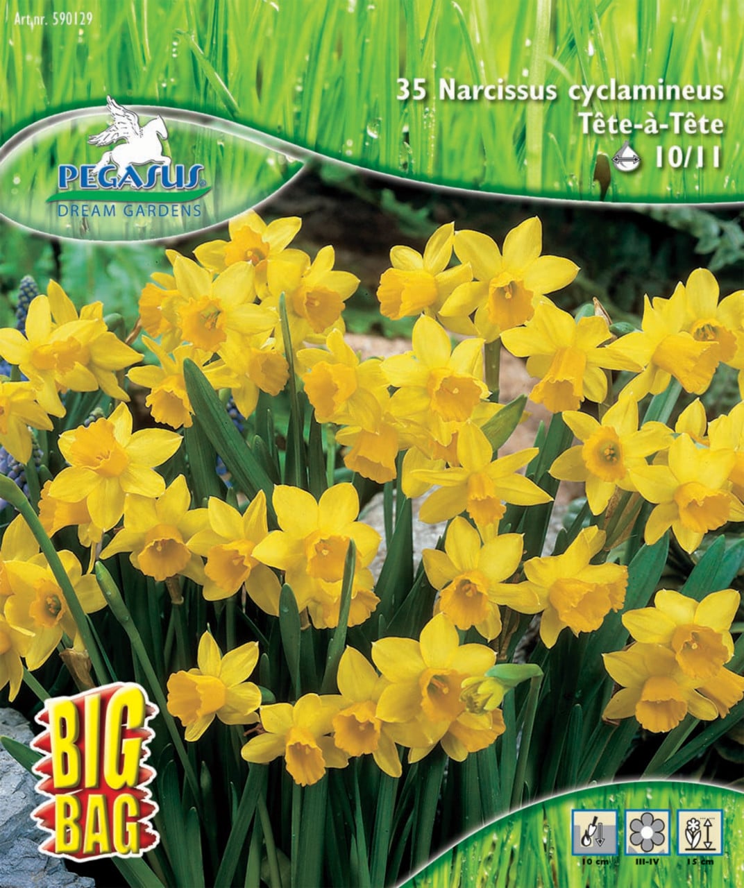 Pegasus Herbstblumenzwiebel Big Bag Narzisse Tête à Tête 35 Stück Bild 2