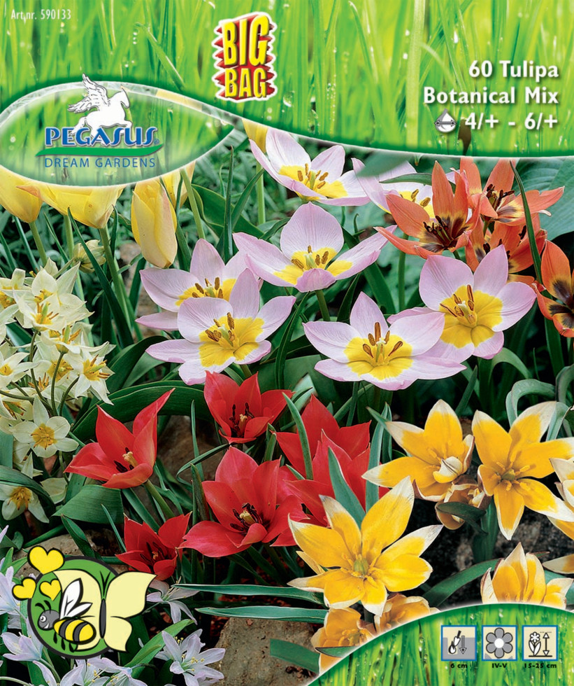 Pegasus Herbstblumenzwiebel Big Bag Bienentulpen Mischung 60 Stück Bild 2
