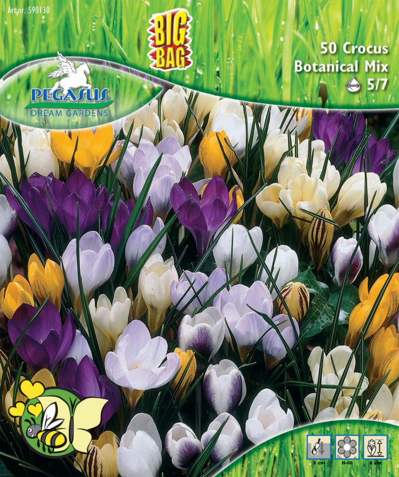 Pegasus Herbstblumenzwiebel Big Bag Botanische Krokus Mischung 50 Stück
