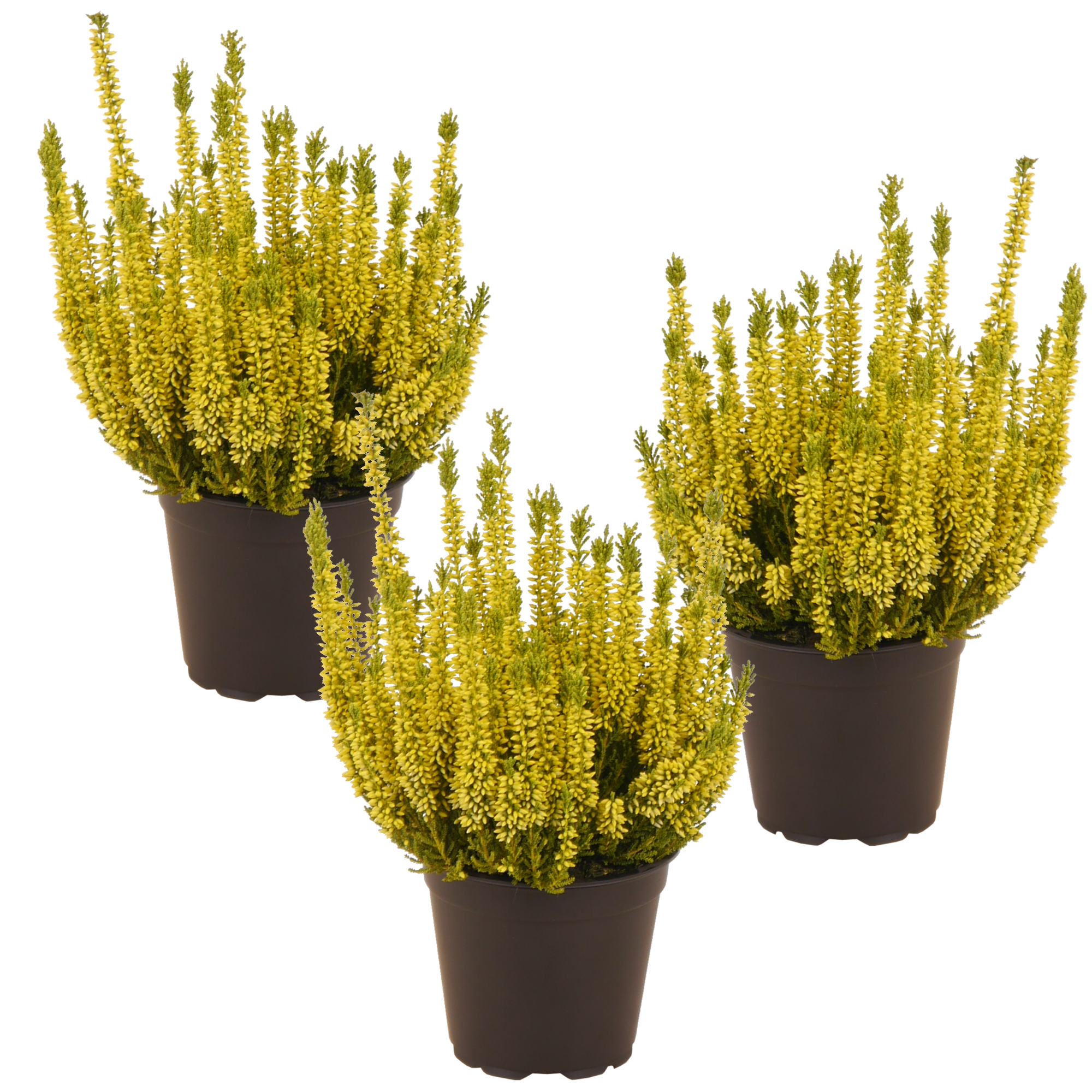 toom Knospenheide gelb gefärbt 11 cm Topf, 3er-Set