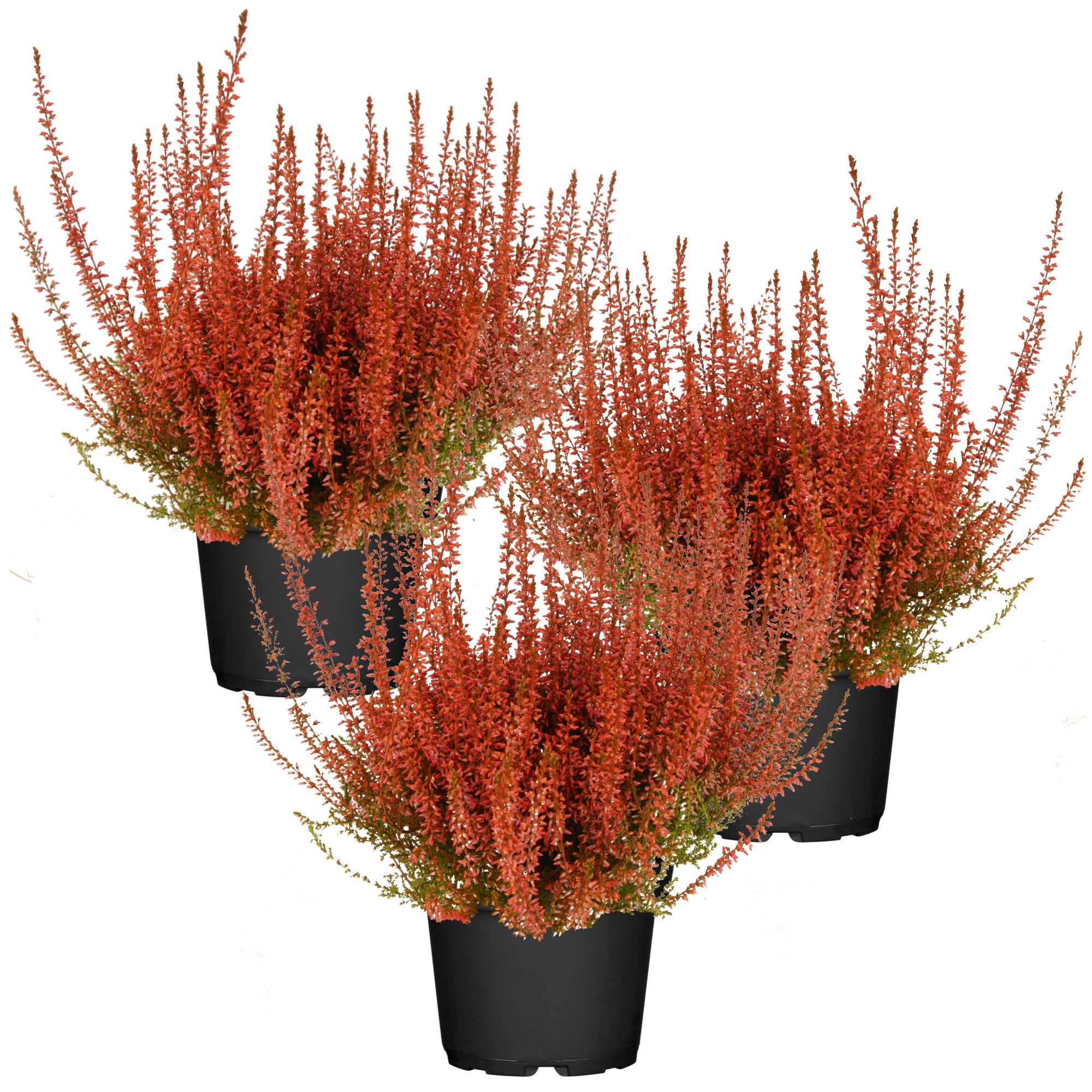 toom Knospenheide orange gefärbt 11 cm Topf, 3er-Set