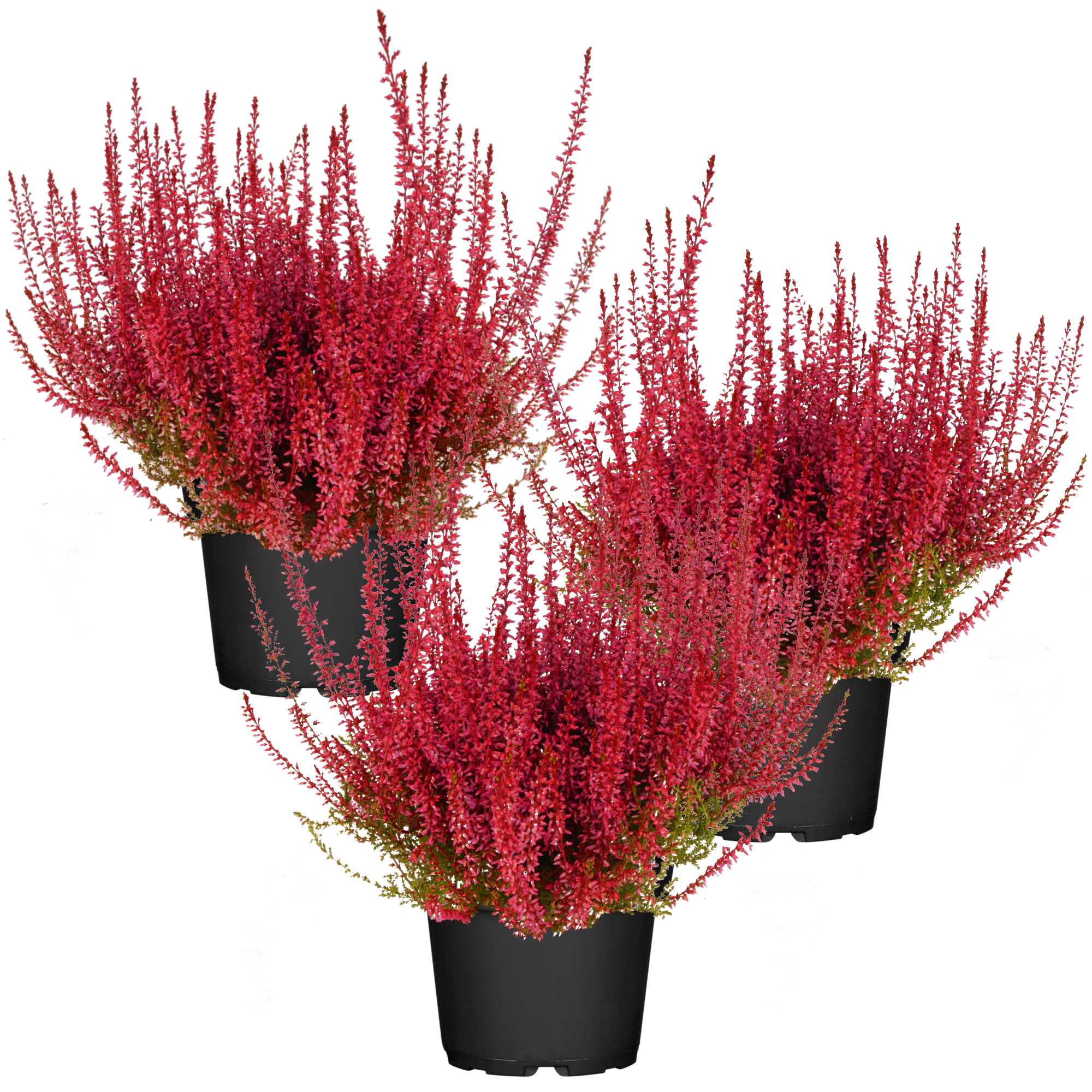 toom Knospenheide rot gefärbt 11 cm Topf, 3er-Set