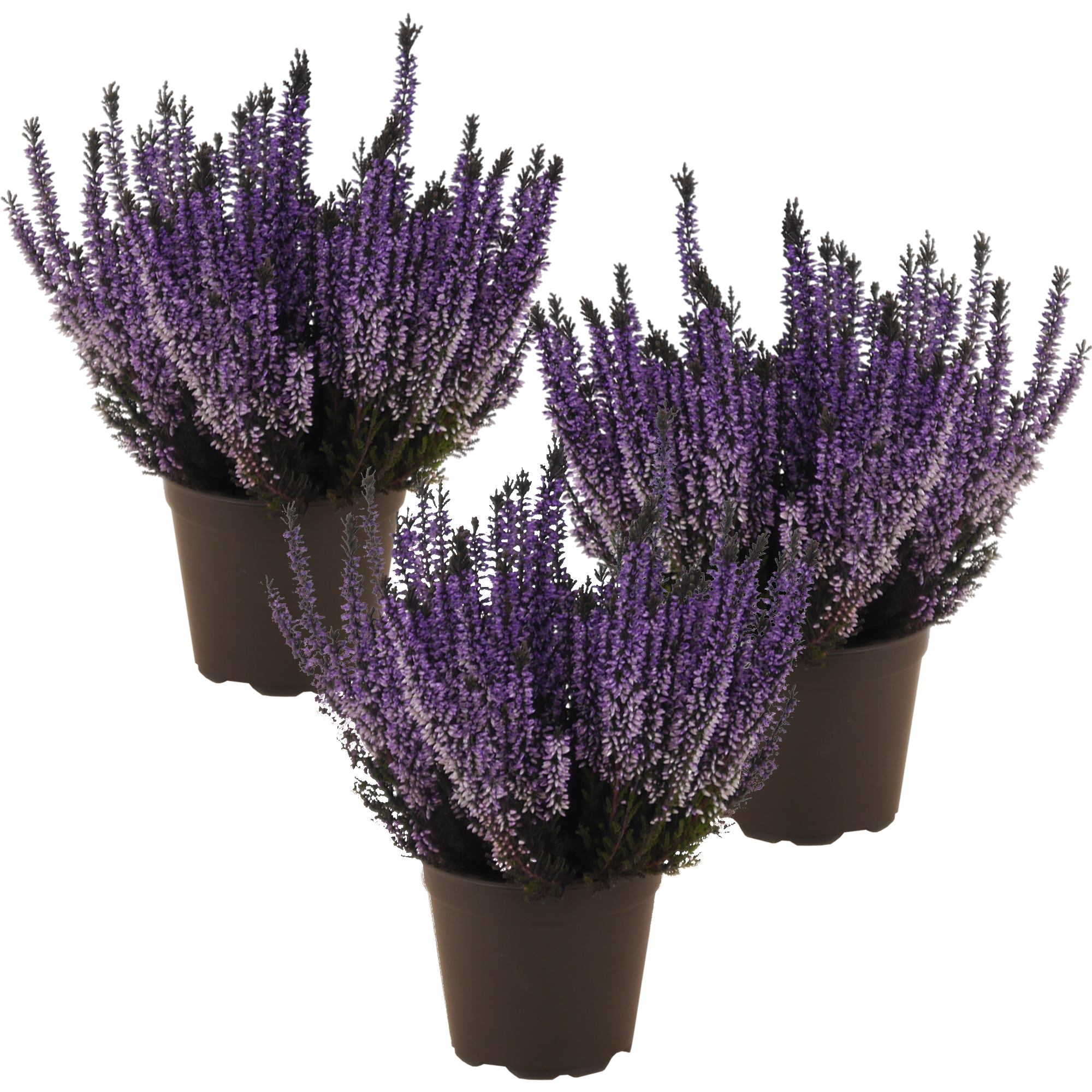 toom Knospenheide blau gefärbt 11 cm Topf, 3er-Set