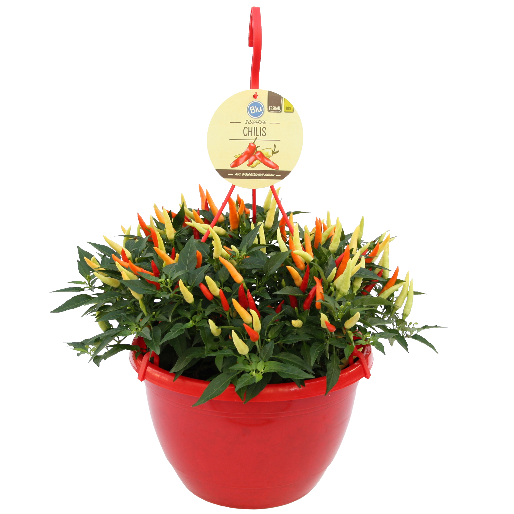 blu Bio-Chili im Ampeltopf Ø 27 cm