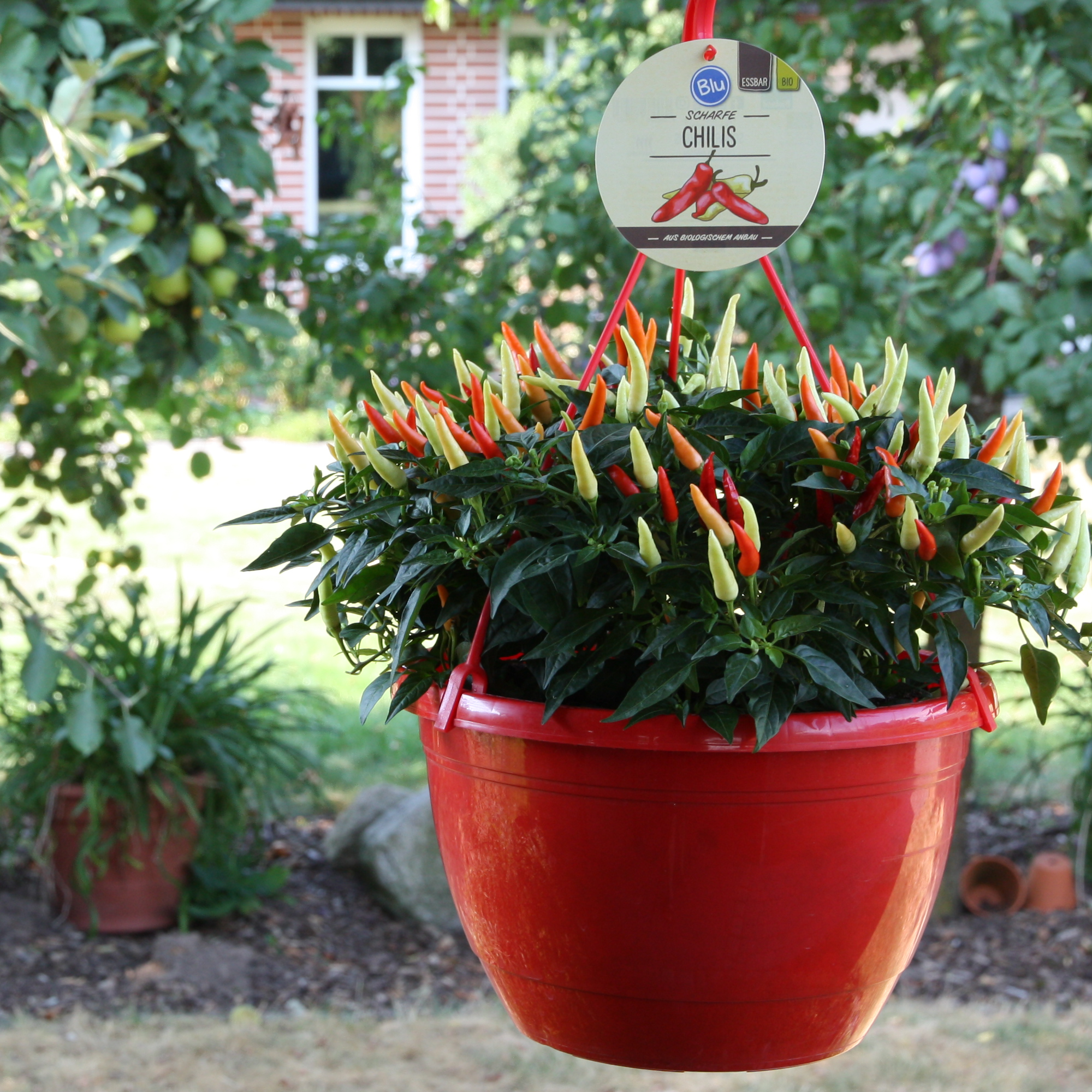 blu Bio-Chili im Ampeltopf Ø 27 cm Bild 2