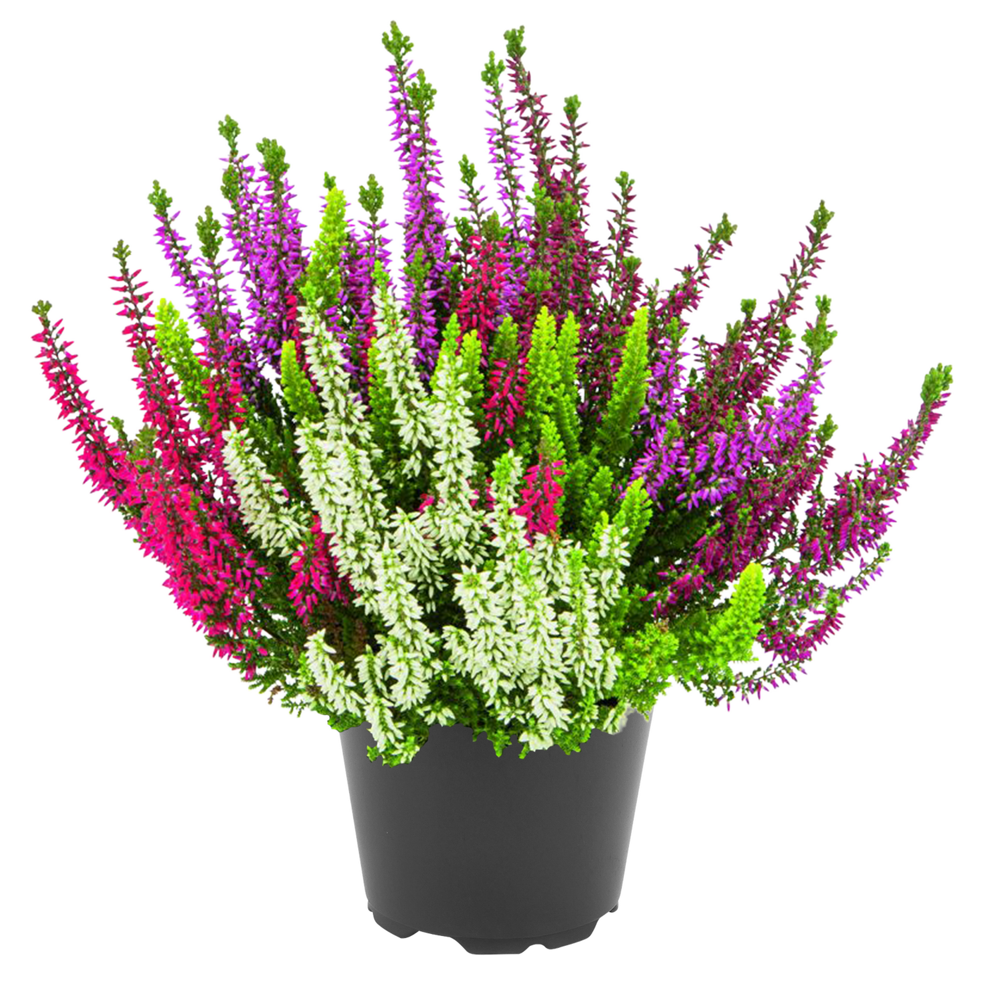 Knospenheide Beauty Sisters 'High Five', 2er-Set