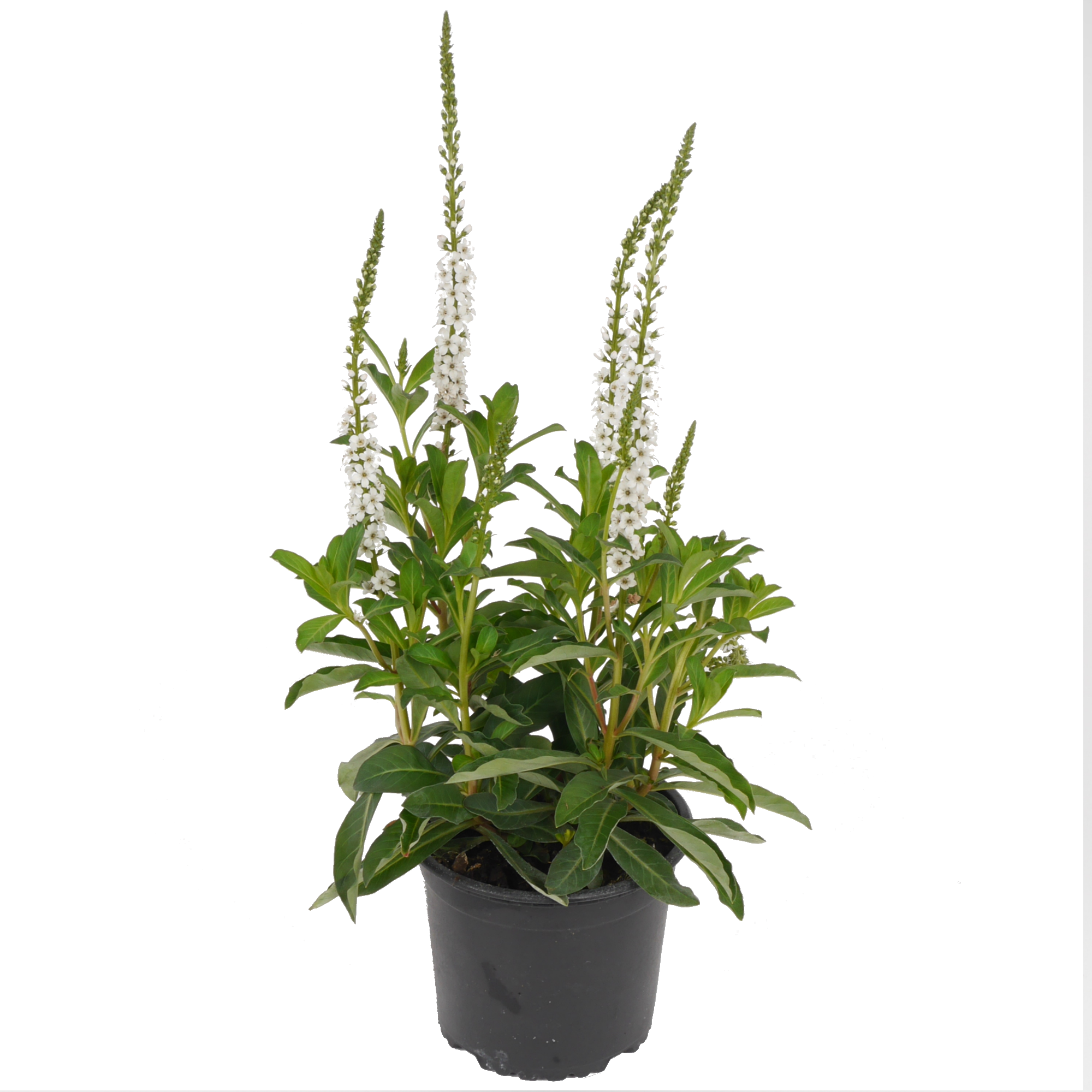 toom Herbstzauber-Mix 13 cm Topf