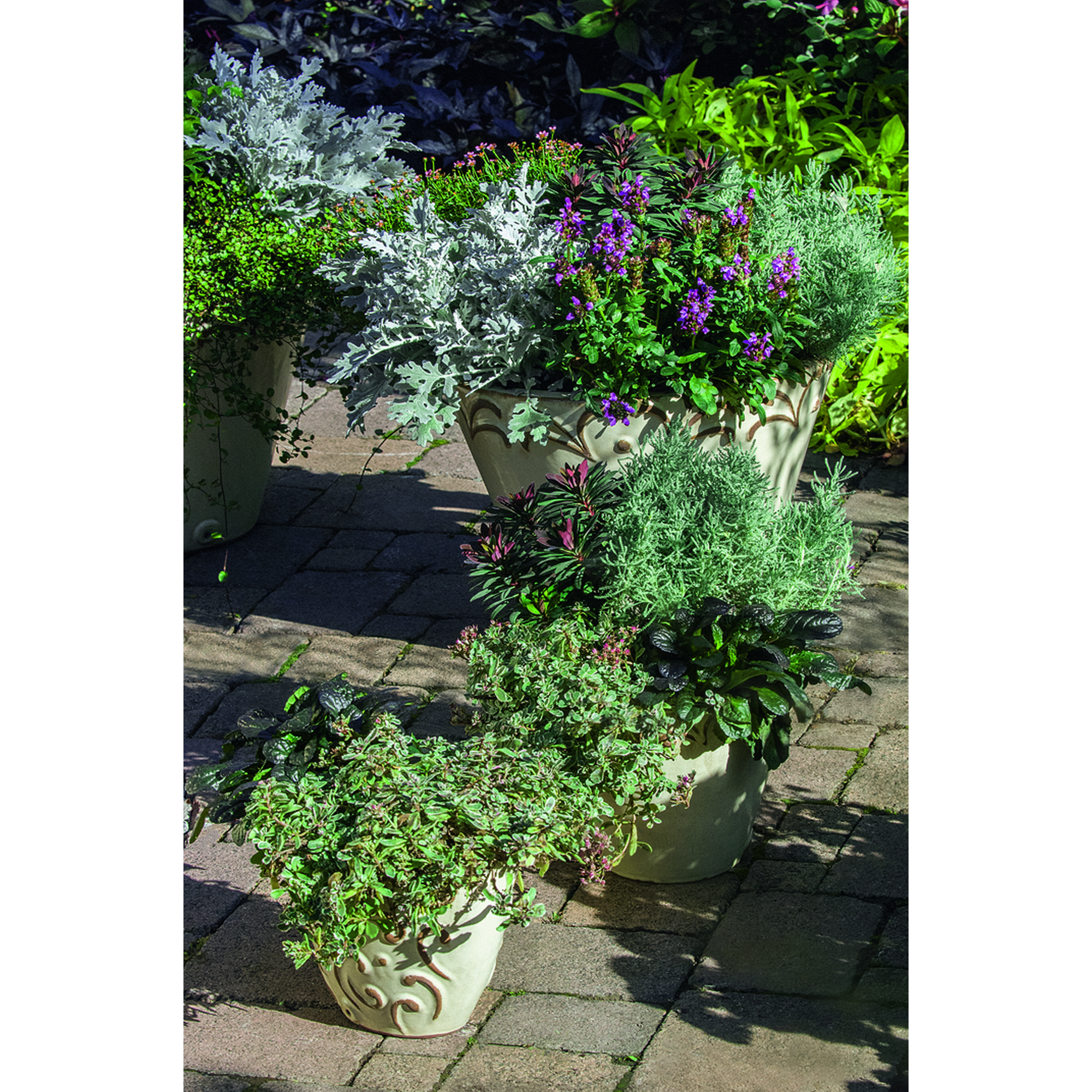toom Herbstzauber-Mix 13 cm Topf Bild 3
