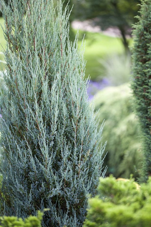 Pflanzen für Dich Konifere Juniperus scop. Blue Arrow, 1 St., Felsengebirgs-Wacholder, Säulenwacholder, blaugrau, säulenförmig