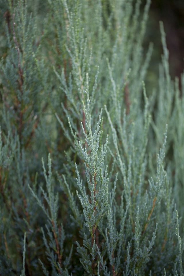 Pflanzen für Dich Konifere Juniperus scop. Blue Arrow, 1 St., Felsengebirgs-Wacholder, Säulenwacholder, blaugrau, säulenförmig Bild 2
