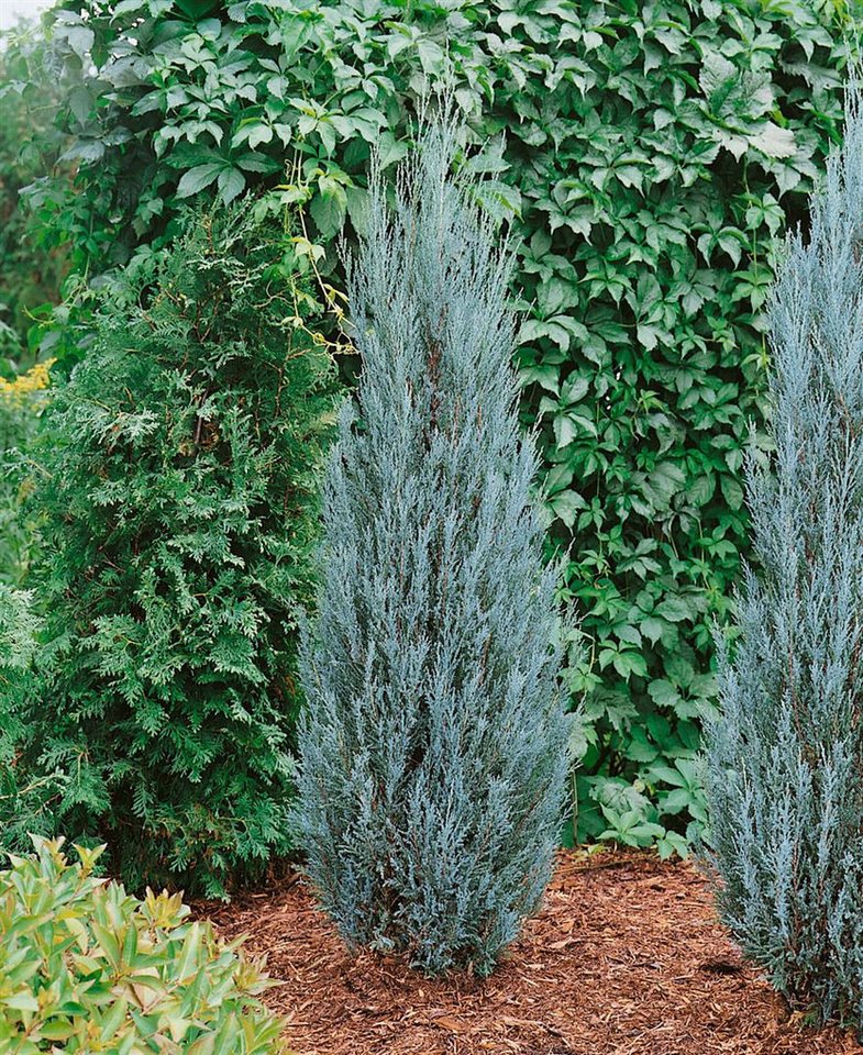 Pflanzen für Dich Konifere Juniperus scop. Blue Arrow, 1 St., Felsengebirgs-Wacholder, Säulenwacholder, blaugrau, säulenförmig Bild 3