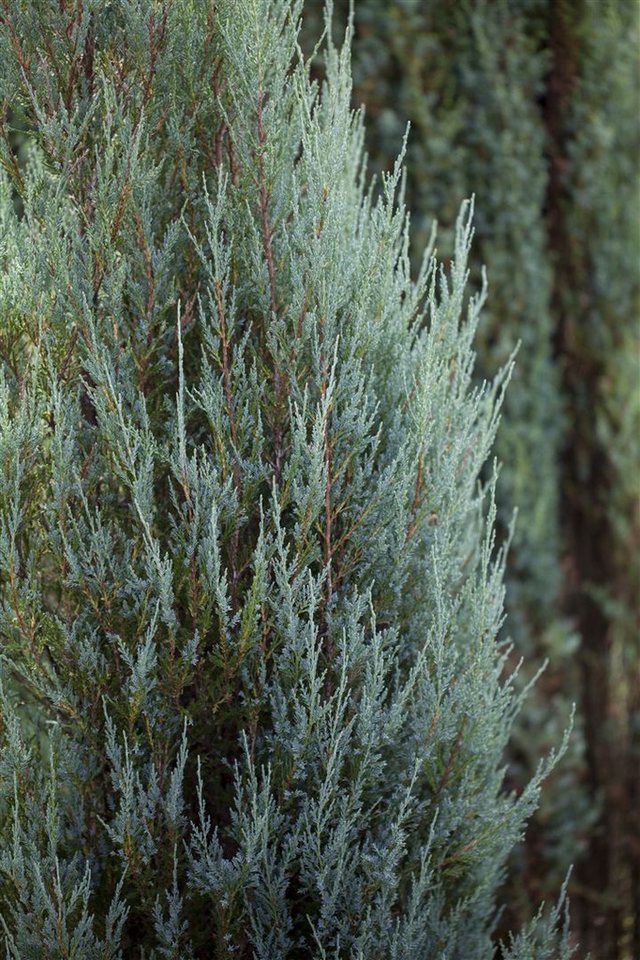 Pflanzen für Dich Konifere Juniperus scop. Blue Arrow, 1 St., Felsengebirgs-Wacholder, Säulenwacholder, blaugrau, säulenförmig Bild 4