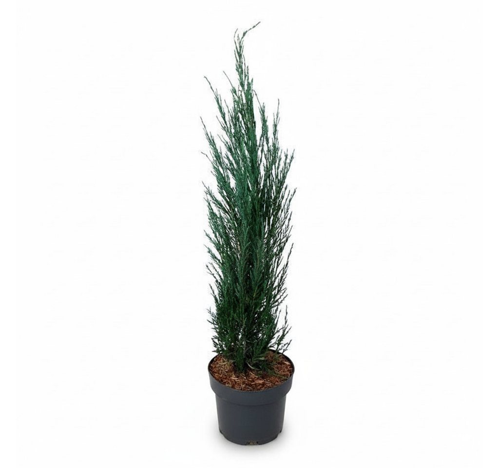 Pflanzen für Dich Konifere Juniperus scop. Blue Arrow, 1 St., Felsengebirgs-Wacholder, Säulenwacholder, blaugrau, säulenförmig Bild 5