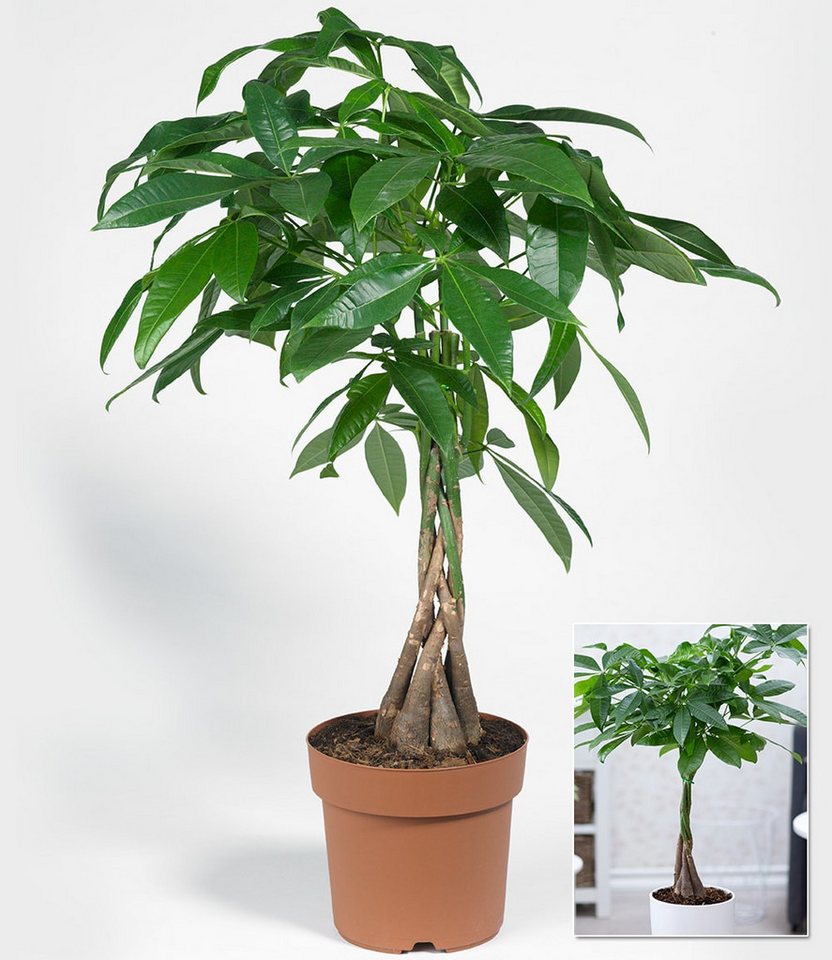 BALDUR Garten Zimmerpflanze Pachira 'Aquatica' ca. 60-70 cm hoch, 1 St., Glückskastanie, immergrün, pflegeleicht