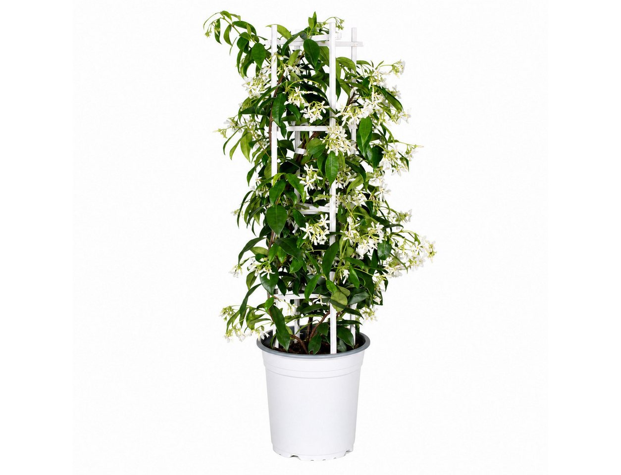 Exotenherz Kletterpflanze Trachelospermum jasm. 'Star of Venice' - Kletterpflanze 23cm 70cm hoch
