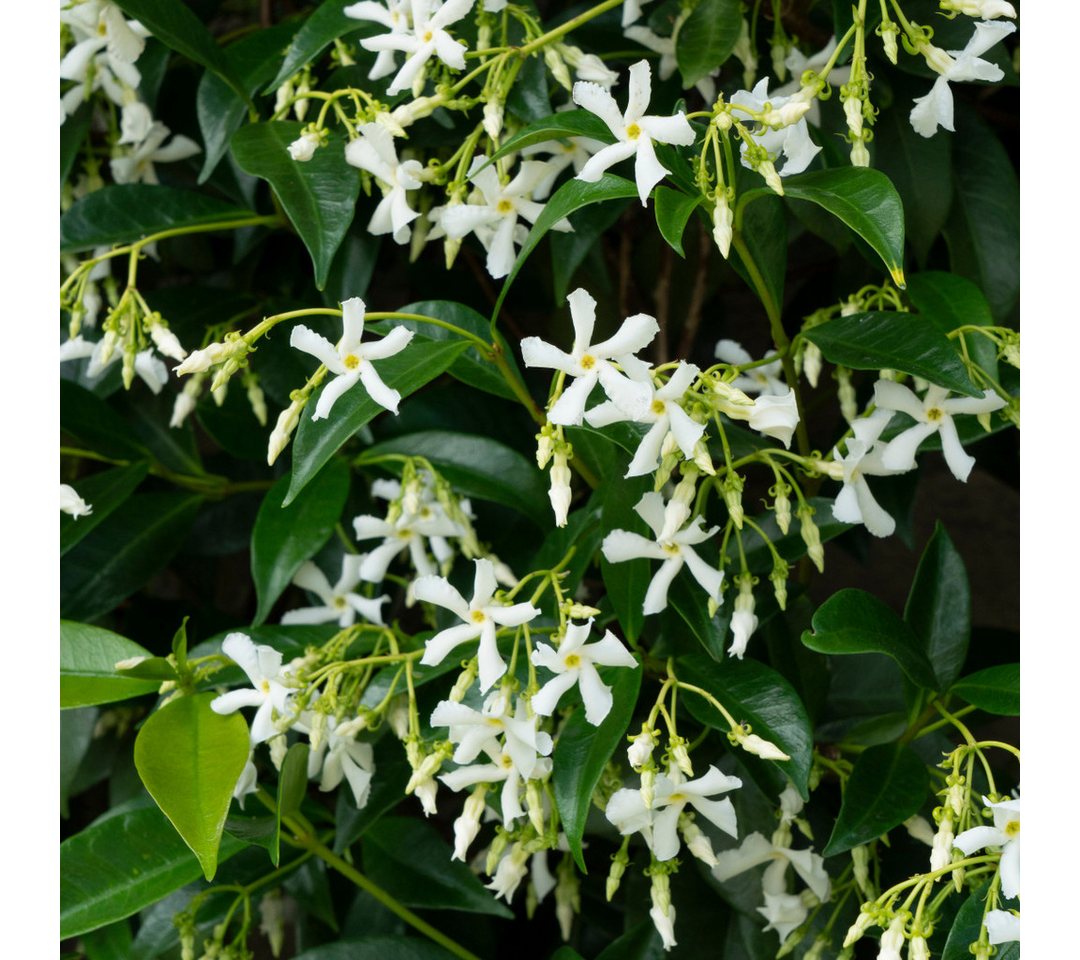 Exotenherz Kletterpflanze Trachelospermum jasm. 'Star of Venice' - Kletterpflanze 23cm 70cm hoch Bild 3