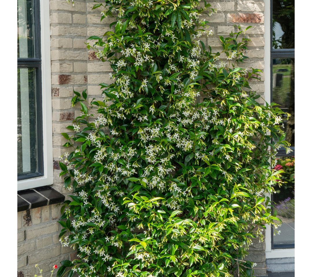 Exotenherz Kletterpflanze Trachelospermum jasm. 'Star of Venice' - Kletterpflanze 23cm 70cm hoch Bild 4