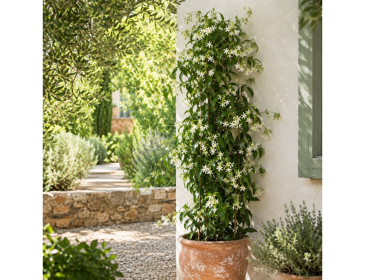 Exotenherz Kletterpflanze Trachelospermum jasm. 'Star of Venice' - Kletterpflanze 23cm 70cm hoch Bild 5