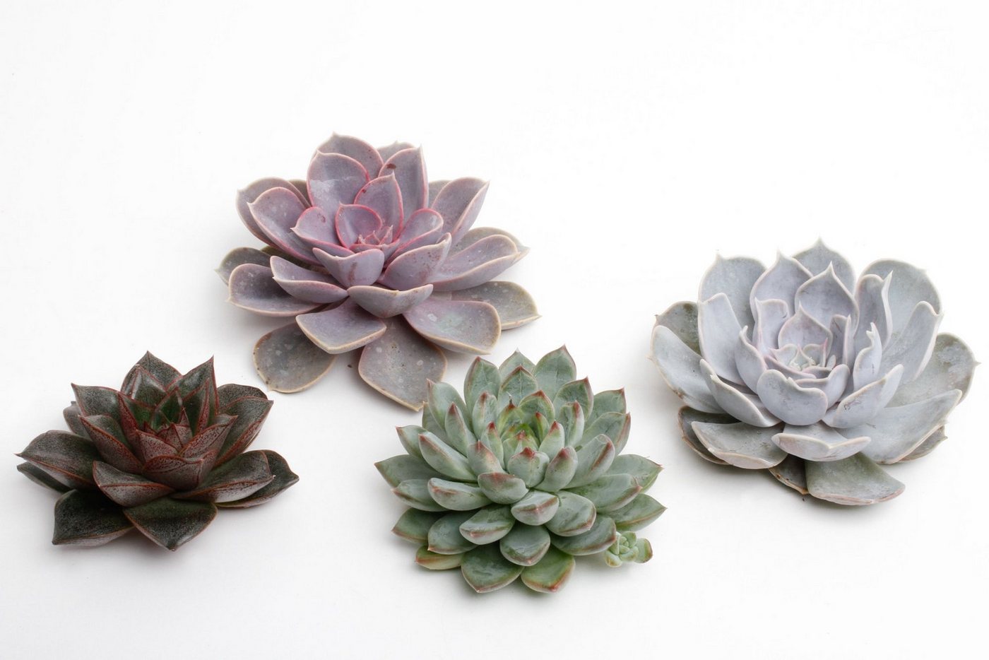 meinvipshop Zimmerpflanze Sukulente Echeveria cut mixed 4er Set