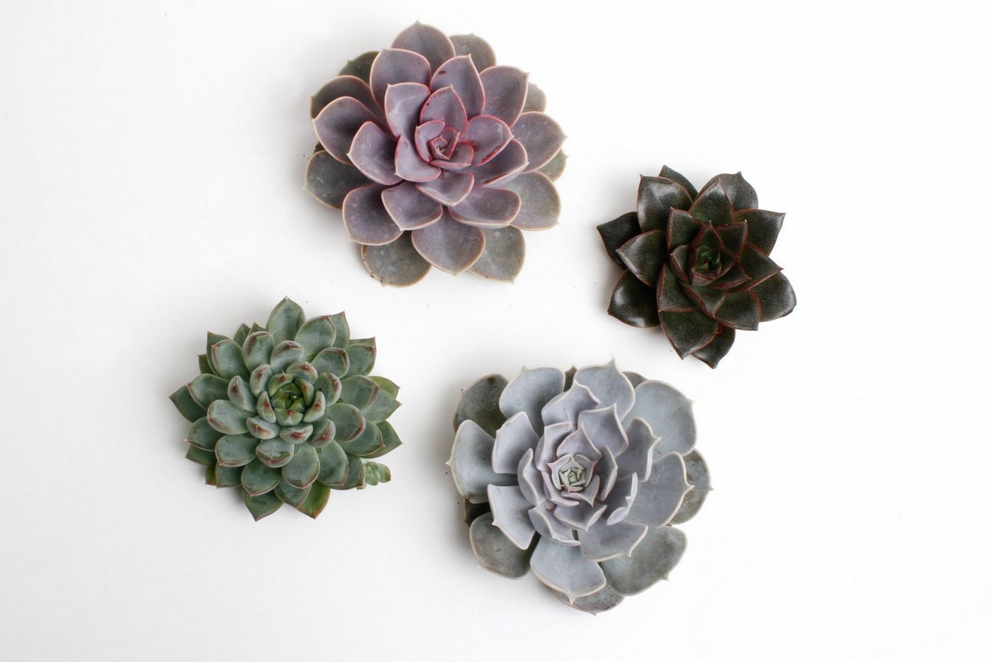 meinvipshop Zimmerpflanze Sukulente Echeveria cut mixed 4er Set Bild 2