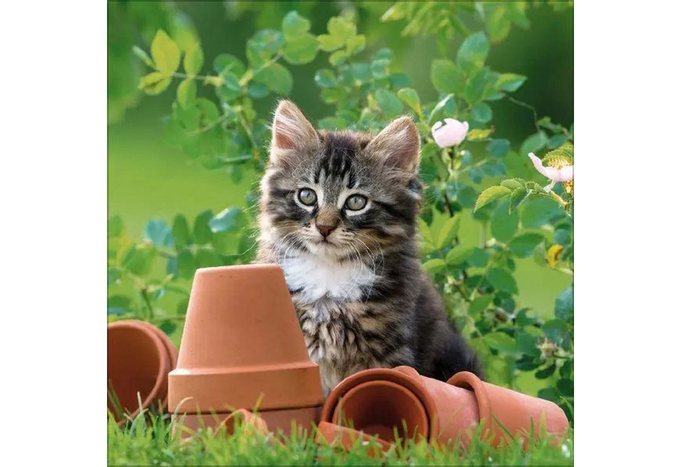 Korsch Verlag Wandkalender Cats 2027