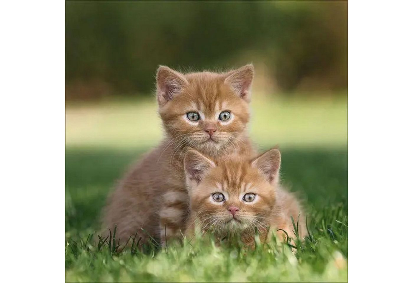 Korsch Verlag Wandkalender Cats 2027 Bild 4