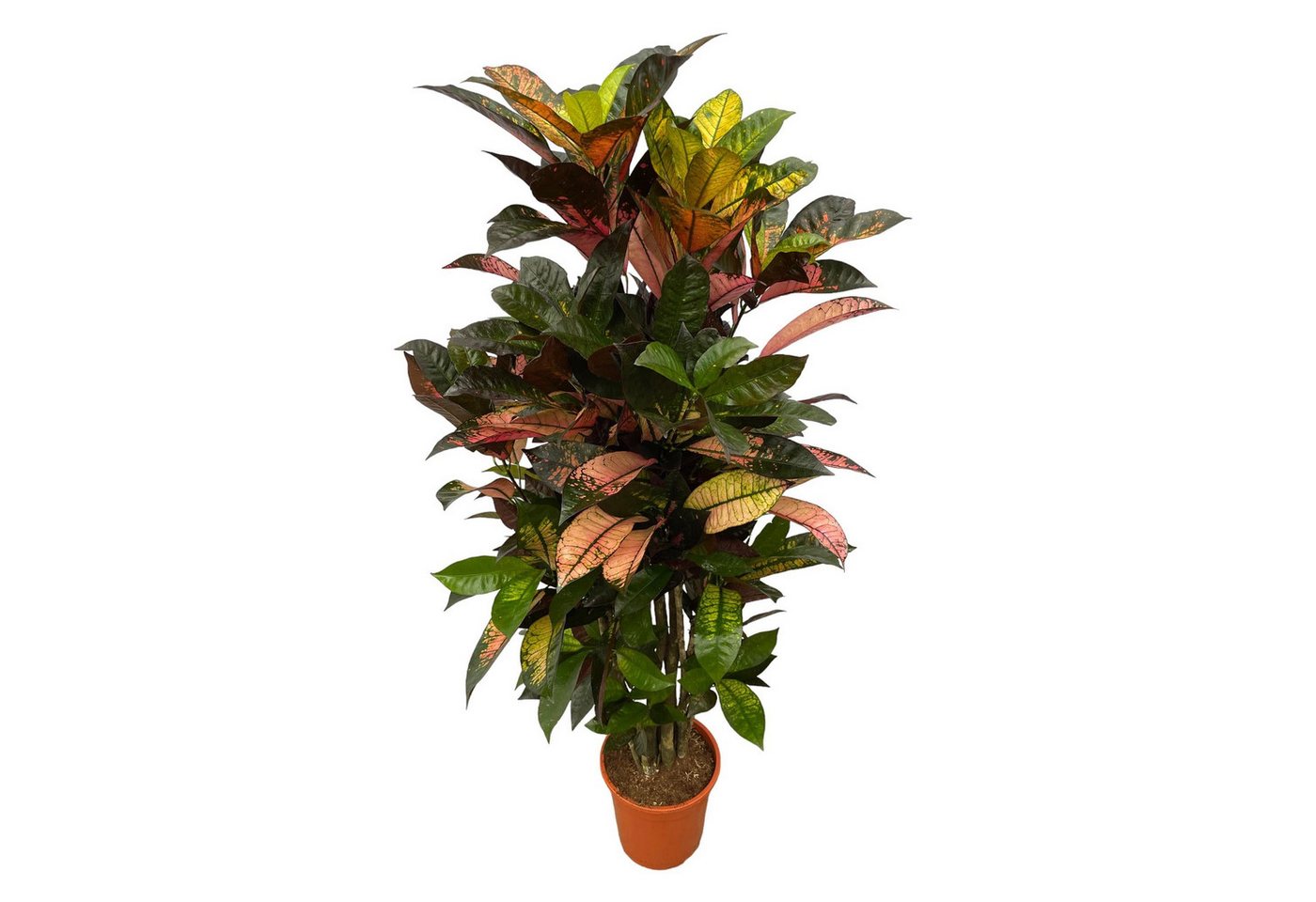 Florora Zimmerpflanze Codiaeum Iceton – Croton Iceton verzweigt – 120 cm – Topf 24 cm