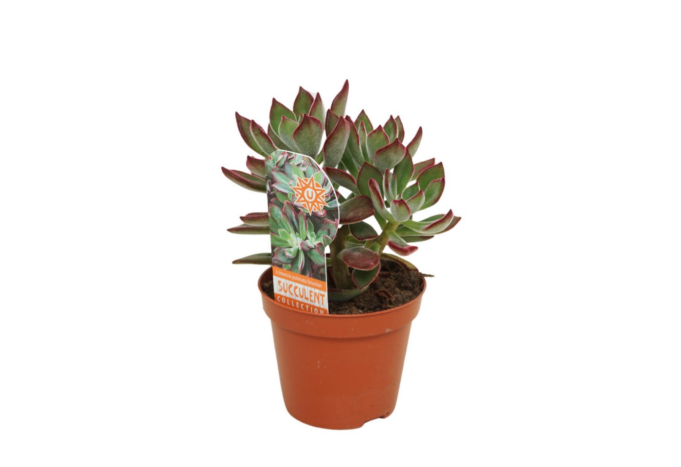 meinvipshop Zimmerpflanze Sukulente Echeveria Devotion 14cm