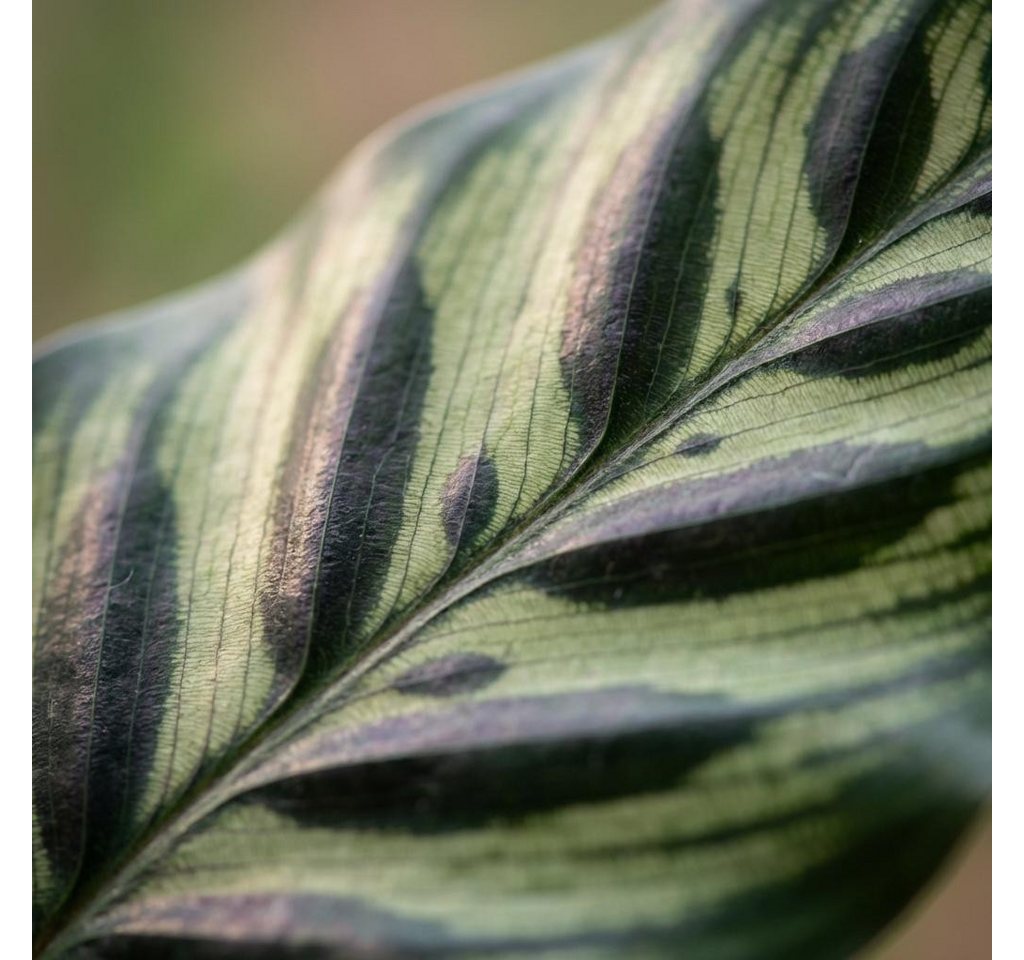 Florora Zimmerpflanze Calathea Makoyana – Korbmarante – 70 cm