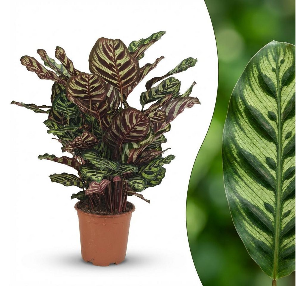 Florora Zimmerpflanze Calathea Makoyana – Korbmarante – 70 cm Bild 2