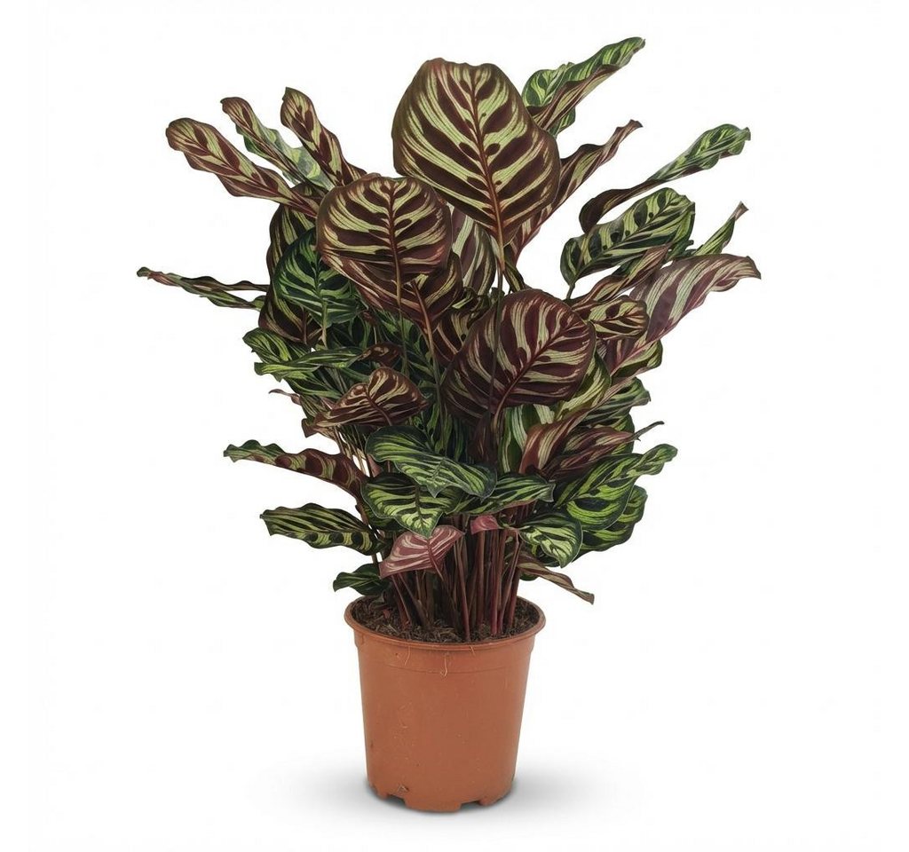 Florora Zimmerpflanze Calathea Makoyana – Korbmarante – 70 cm Bild 3