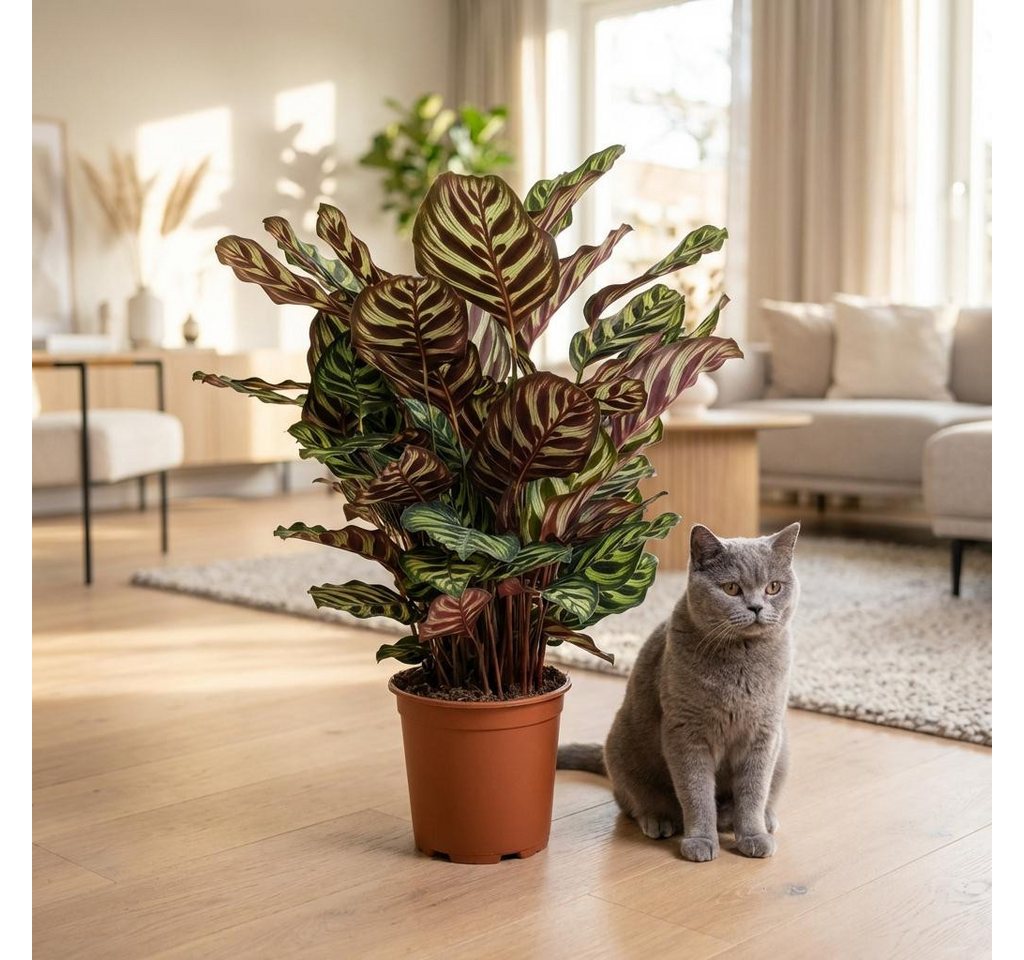 Florora Zimmerpflanze Calathea Makoyana – Korbmarante – 70 cm Bild 4