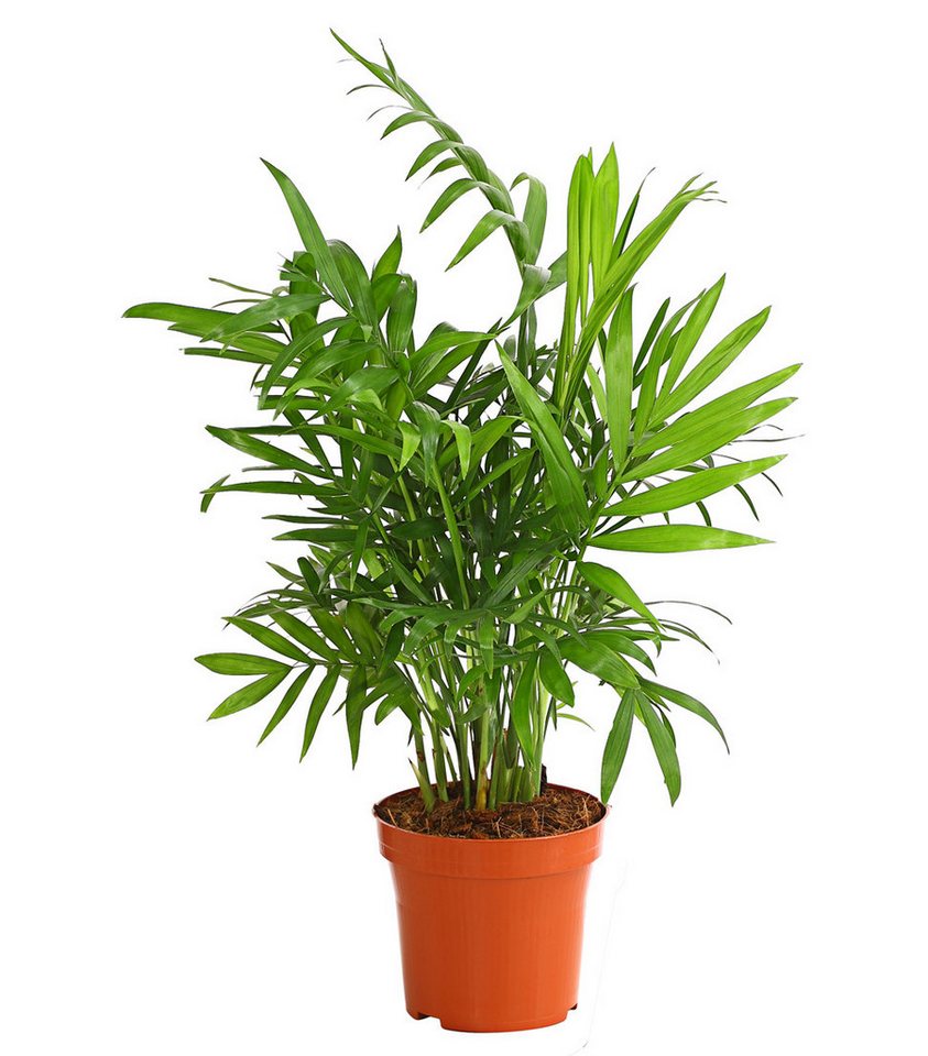 Dehner Zimmerpflanze Pflanzenset Grünpflanzen 3er, 40-50 cm inkl. Pflanztopf, Ø Topf 11 cm, bestehend aus Dieffenbachie Camilla, Bergpalme, Drachenbaum