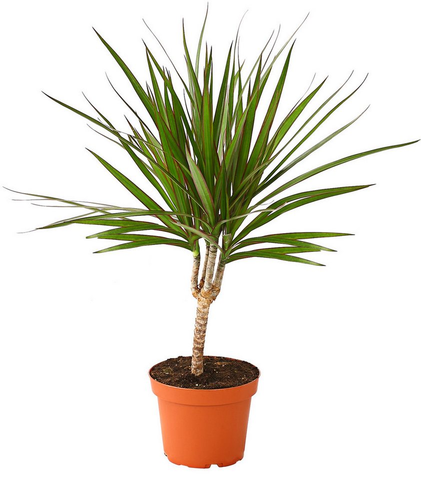 Dehner Zimmerpflanze Pflanzenset Grünpflanzen 3er, 40-50 cm inkl. Pflanztopf, Ø Topf 11 cm, bestehend aus Dieffenbachie Camilla, Bergpalme, Drachenbaum Bild 2