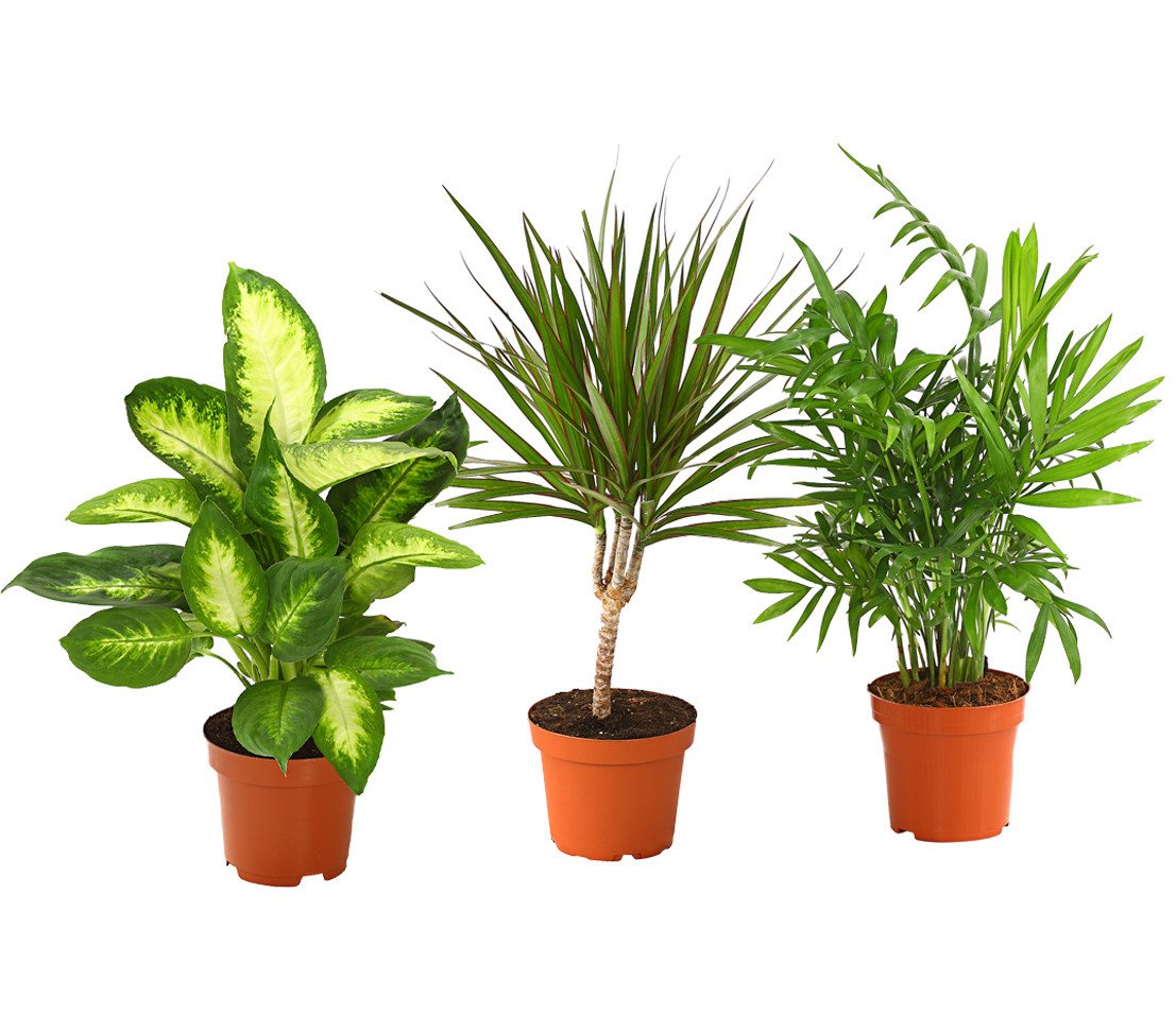 Dehner Zimmerpflanze Pflanzenset Grünpflanzen 3er, 40-50 cm inkl. Pflanztopf, Ø Topf 11 cm, bestehend aus Dieffenbachie Camilla, Bergpalme, Drachenbaum Bild 3
